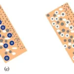 Schematic-representation-of-the-structure-of-a-rapid-shell-system-2