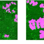 Figure 8. Output image for image resolution of 17 px/μm for (a) a median filter size of 0.1 μm by 0.1 μm and (b) 0.6 μm by 0.6μm. Range filter size was 0.1 μm by 0.1 μm (5 px by 5 px), dilation/erosion disk size was 0.3 μm (10 px), and hole close was 120 μm2 (4096 px2) .The measured α-Al is highlighted in pink.